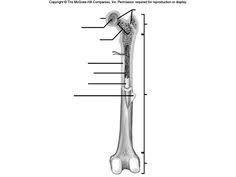 The outside of the flat bone consists of a layer of connective tissue called the periosteum. 17 Bio 201 Ideas Anatomy Bones Anatomy And Physiology Human Anatomy And Physiology