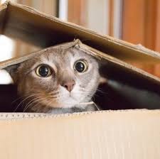 Find @blackcatmodeling instagram stats and other social media profiles and rankings. 36 Best Cat Instagram Captions Cute And Funny Captions For Cat Photos