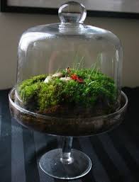 Glastortenstander Diy Terranium Diy Glastortenstander Terranium Diy Glastortenstander Terranium Terraniumdiy Terrarium Terrarium Diy Twig Terrariums
