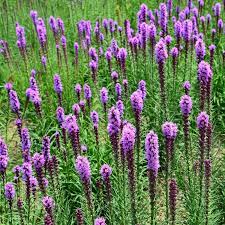 Maybe you would like to learn more about one of these? Meadow Blazing Star Seeds Liatris American Meadows