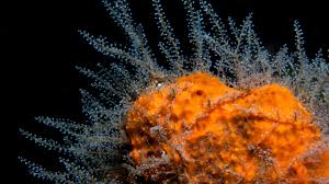 Topics include cell walls, vacuoles, chloroplasts, peroxisomes, lysosomes, mitochondria, etc.watch the next lesson. Scientists Debate The Origin Of Cell Types In The First Animals Quanta Magazine