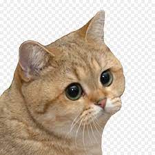 Siberian Cat Bengal Cat Grumpy Cat Doge Lolcat Cat Cute Animal Memes Grumpy Cat Bengal Cat