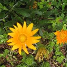 Vor einigen jahren hat die universität tübingen für den botanischen garten ein musketier mit pritschenaufbau angeschafft, um die arbeiten rund um. Botanischer Garten Tubingen Mamilade Ausflugsziele