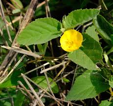 Image result for Melhania