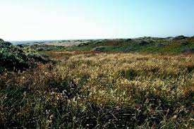 Image result for Holcus