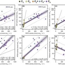 Image result for Blepharis gazensis