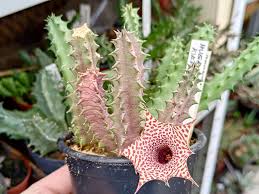 Image result for Huernia kirkii