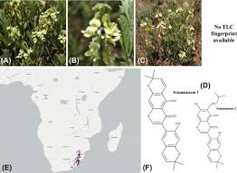 Image result for Eriosema