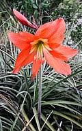 Image result for Hippeastrum puniceum