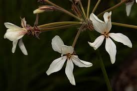 Image result for Pelargonium luridum