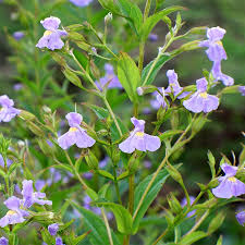 Image result for Monadenium spinulosum