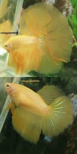 Fwbettashm1514562612 Male Female Pair Super Huge Finnage Yellow Banana Seller Antongradiyanto Betta Fish Halfmoon Betta Betta