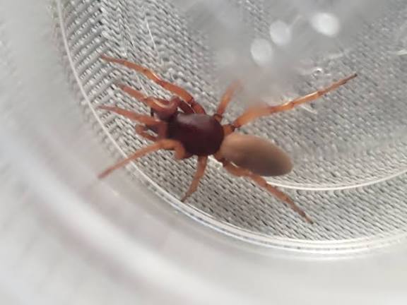 Dysdera crocata (Woodlouse Hunter) in Kansas United States