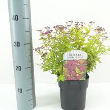 Image result for spirea japonica gold princess