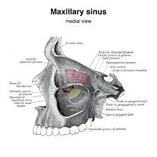 Image result for Maxillary Sinus