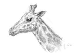 This listing is for a 9 x 12 picture. Sketching Giraffe Face Drawing