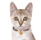 Singapura Kittens for Sale - Adoptapet