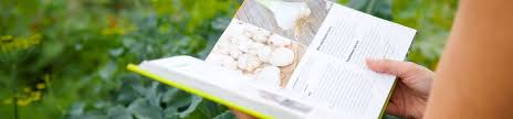Leider gestaltet sich das anbauen in nicht diese nachbarn: Meine Ernte Zwiebeln Anbauen Pflegen Ernten Und Lagern