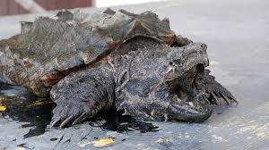 Inclusion in such drawing shall be each entrant's sole and exclusive remedy under such circumstances. Warning Over The Alligator Snapping Turtle