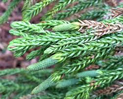 Image result for Araucaria cunninghamii