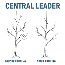 Maybe you would like to learn more about one of these? To Prune Or Not To Prune
