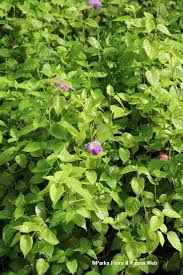 Image result for Asystasia