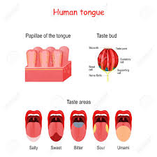 taste bud and the papillae of the tongue human mouth isolated