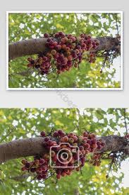 فاكهة اللبخ racemos الاسم الشائع فاكهة التين صورة شجرة التين التصوير jpg تحميل مجاني pikbest ficus grapes fruit