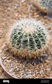 Image result for Cactaceae