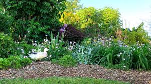 Ducks can provide natural pest control for your garden or homestead. 5 Tips To Keep Your Ducks From Destroying Your Yard Or Garden Tyrant Farms