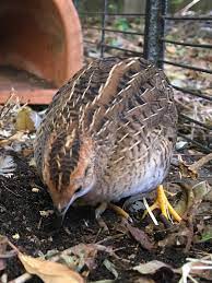 King Quail Excalfactoria Chinensis