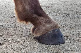 Aiming For Self Trimming Horse Hooves Natural Horse World