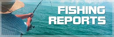 Fishing Report Archives Rose Marina Marco Island Florida