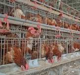 Cage à poules : résultats (59 mille) d’images libres de droits, de photos  de stock et d’illustrations | Shutterstock