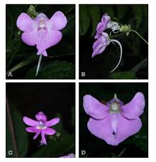 Image result for Impatiens erecticornis