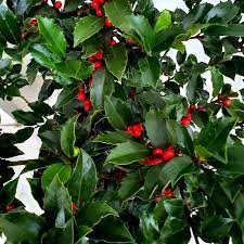 Common pests and diseases damaging holly bushes. Ilex Meserveae Blue Maid Evergreen Female Holly Shrub Special Deals Garden Plants