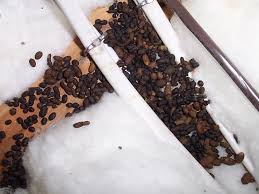 Image result for squirrel poop