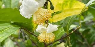Image result for Camellia sinensis
