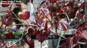 Redbuds are naturally understory trees and are happiest when grown out of the brightest afternoon sun and with adequate moisture. Types Of Redbud Trees Eastern Western Chinese Pictures