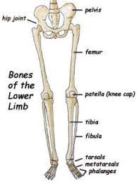 The pain may radiate down the front, side, or back of your leg, or it may be the focus of these red flags is. Heres A Close Up On Our Lower Body Lower Leg Bones Lower Limb Body Bones