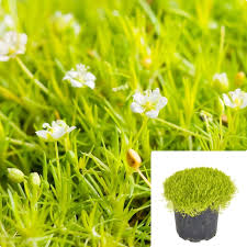 Image result for Sagina