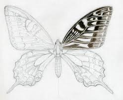 How To Draw A Butterfly Butterfly Drawing Pencil Drawings Insect Art