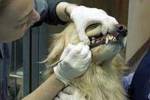 Check spelling or type a new query. Anesthesia Free Dog Teeth Cleaning Dogsized