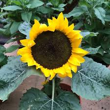 Bunga matahari bunga matahari kembang petang stigmata ditaburi spora jantan alangkan jauhari tersilap pandang kaca disangka intan berlian. Mini Cameron Highland 12 Tips