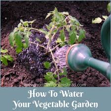 There may be weeks or even months when the perfect amount of rain falls. How To Water Your Vegetable Garden Northern Homestead