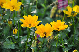 Dabei spielt es keine rolle ob sie ein beet bepflanzen, einen kübel, kasten oder eine blumenampel. Bidens Sommer Zweizahn Kostenloses Foto Auf Pixabay