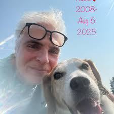 How to calm down and train a high-energy German Shepherd?