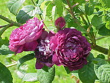 Worldwide flower and gift delivery service. Blue Rose Wikipedia