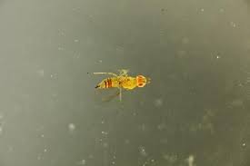 Collection specimens