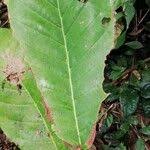 Image result for Uapaca guineensis